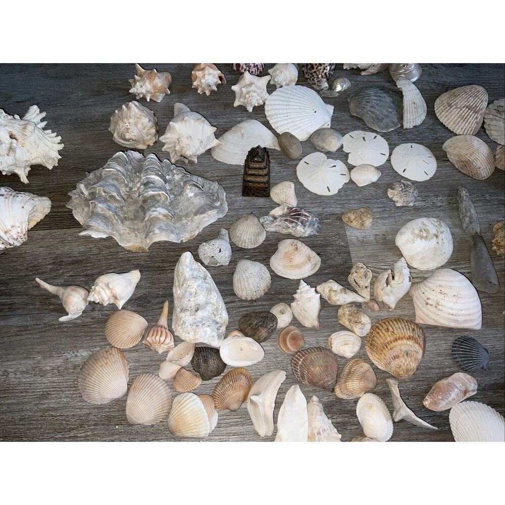 NATURAL CORAL & SEASHELL 40+ PIECE NATURE OCEAN COLLECTION - Picture 6 of 7